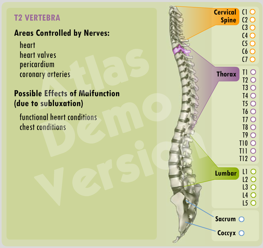 Atlas Chiropractic System